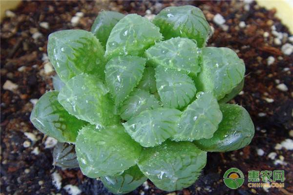 多肉玉露換完盆怎么緩根？看完一清二楚！