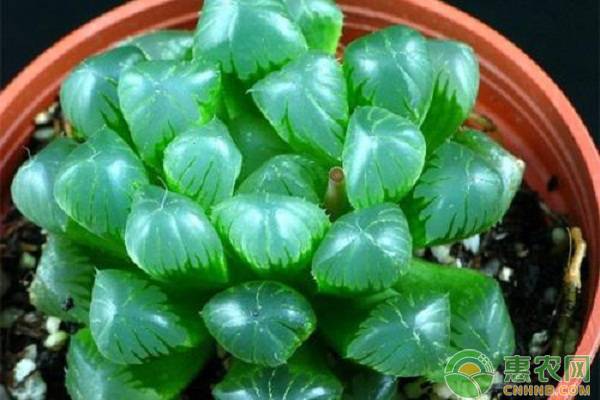 多肉玉露換完盆怎么緩根？看完一清二楚！