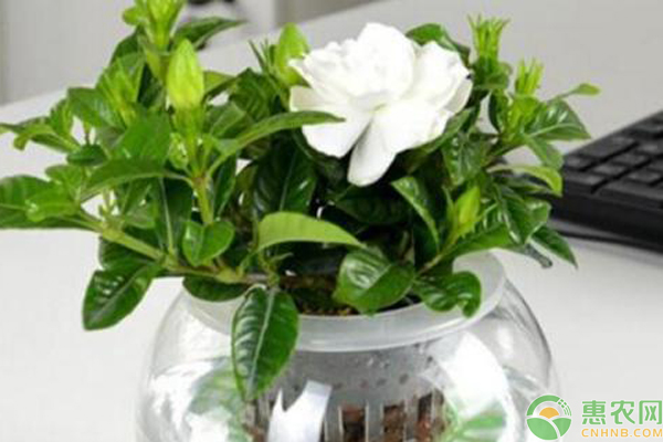 水培梔子花技術(shù)