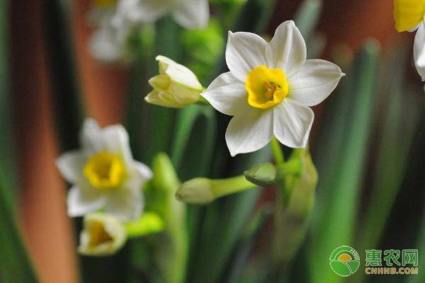 水仙花放在水里怎么養(yǎng)？需注意哪些問題？