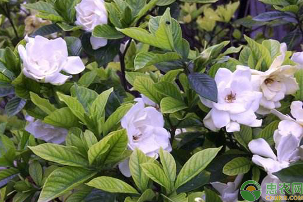 大葉梔子花開花時(shí)間