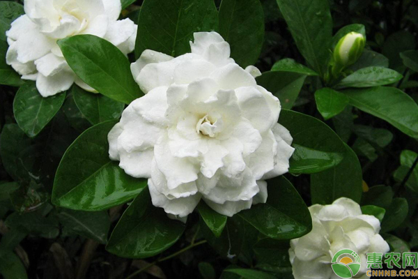 大葉梔子花和小葉梔子花區(qū)別
