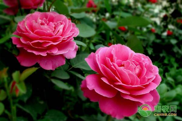 南方盆栽月季花的養(yǎng)殖方法