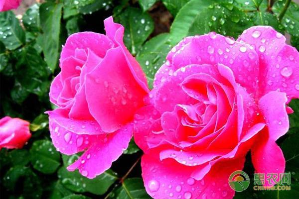 南方盆栽月季花的養(yǎng)殖方法