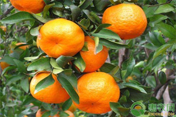 为什么柑橘口感会偏酸？柑橘增甜施肥要点