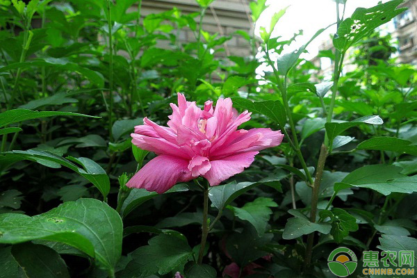 木槿花養(yǎng)護(hù)管理