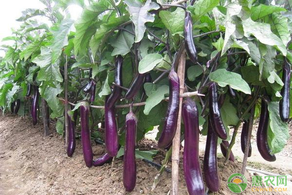 種植茄子容易發(fā)生哪些病害