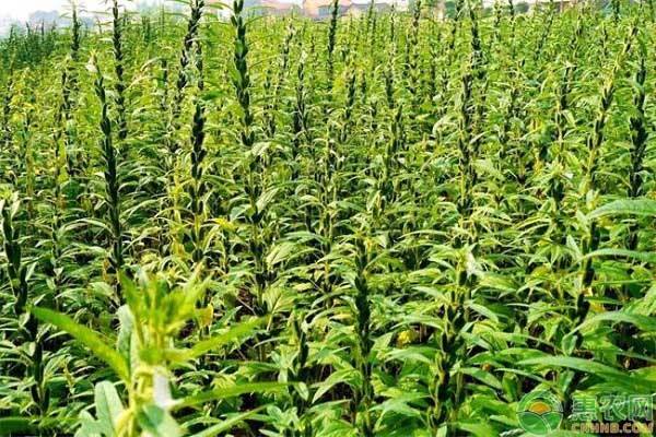 芝麻播種是什么時(shí)間？一畝地播種多少？