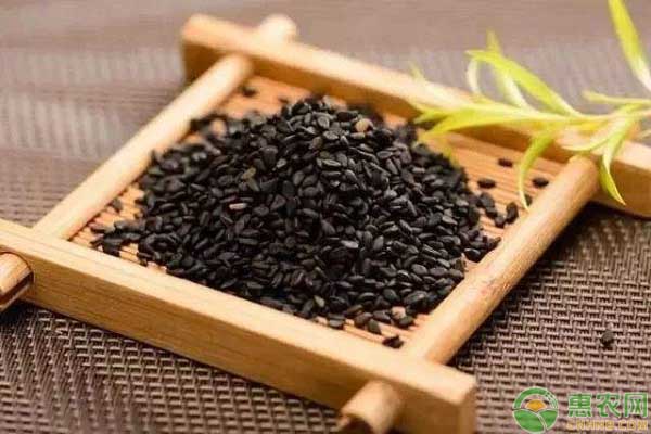 芝麻播種是什么時(shí)間？一畝地播種多少？