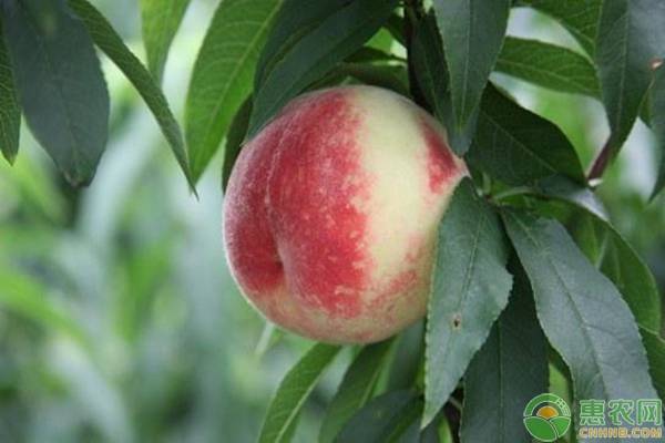 種植水果農(nóng)戶不可犯這幾個錯誤，否則不賺錢！