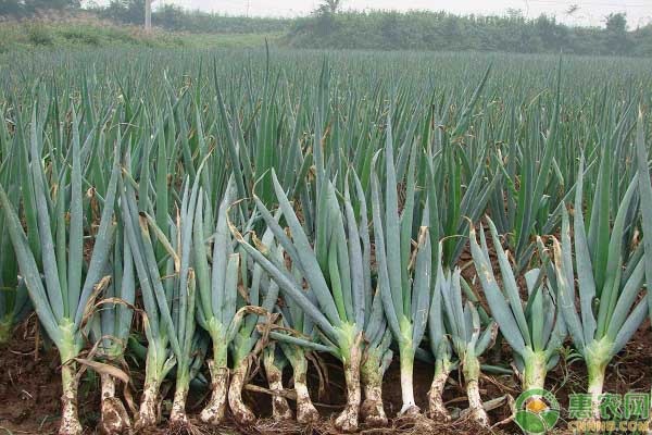 大蔥種植技術(shù)