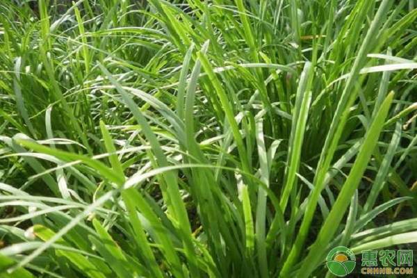 韭菜越長(zhǎng)越細(xì)是什么原因？這幾個(gè)錯(cuò)誤你不要再犯了！