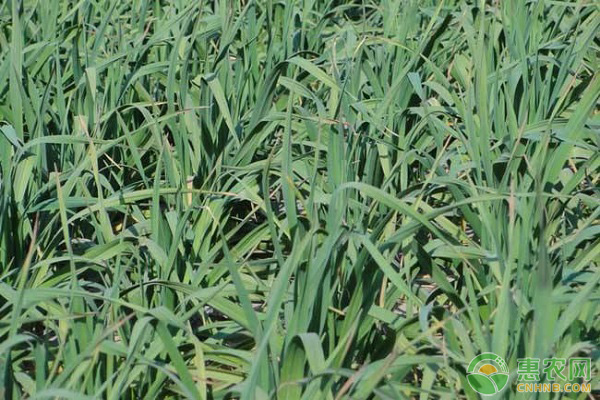 大蒜、大蔥干尖現(xiàn)象的原因