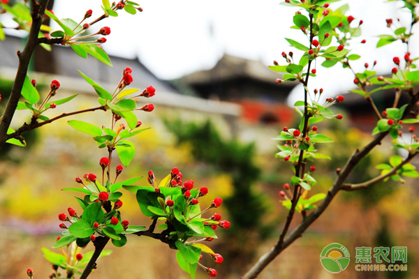杜鵑花的養(yǎng)殖方法及養(yǎng)護(hù)要點(diǎn)