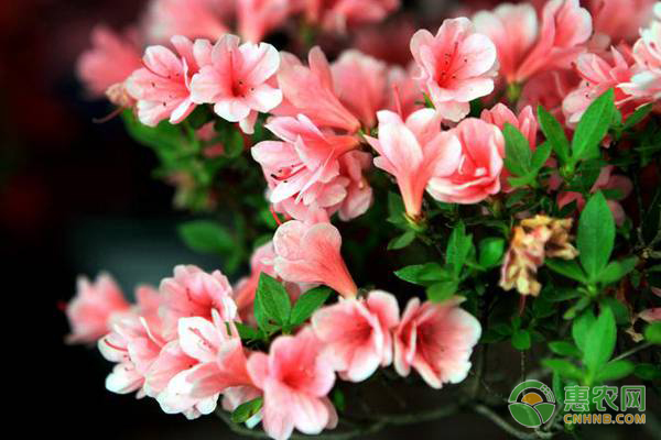 杜鵑花的養(yǎng)殖方法及養(yǎng)護(hù)要點(diǎn)