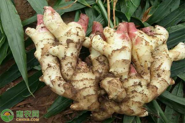 生姜種植方法