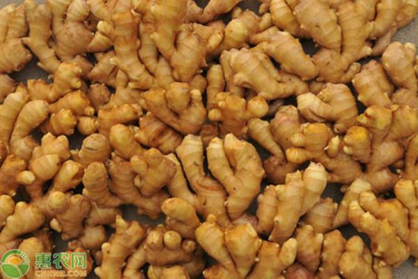生姜高產(chǎn)種植技巧