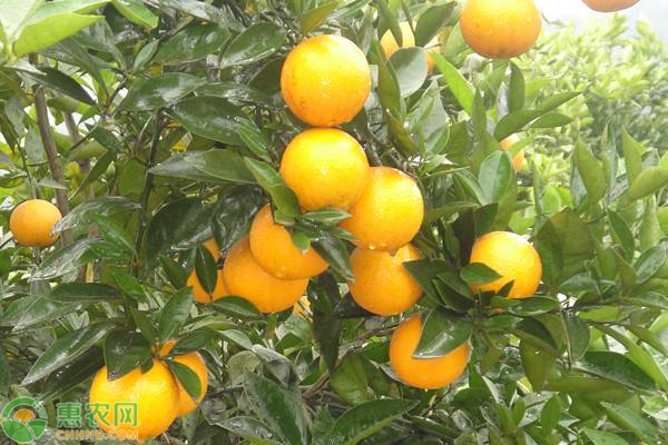 冰糖橙種植方法