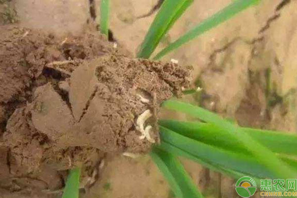 農(nóng)作物都有哪些地下害蟲？如何防治？