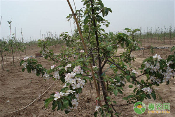 红肉苹果的高产栽培技术