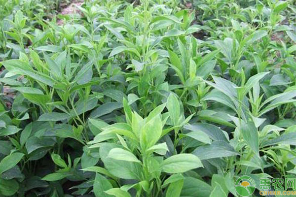 中藥材植物白術(shù)的田間管理要點(diǎn)