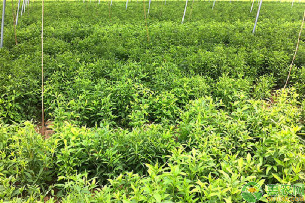 中藥材植物白術(shù)的田間管理要點(diǎn)