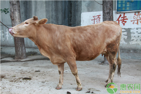 牛羊養(yǎng)殖環(huán)境污染問題及其防控措施