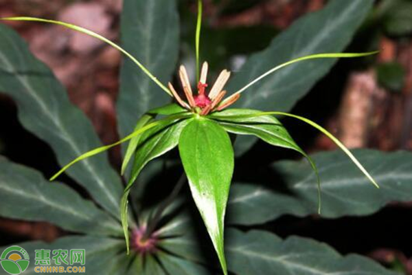 七叶一枝花种子价格及种植方法