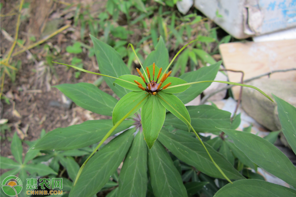 七叶一枝花种植方法