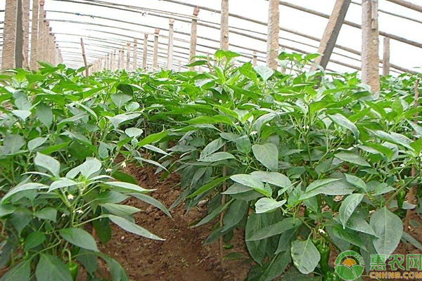 大棚茄子辣椒長(zhǎng)不大原因