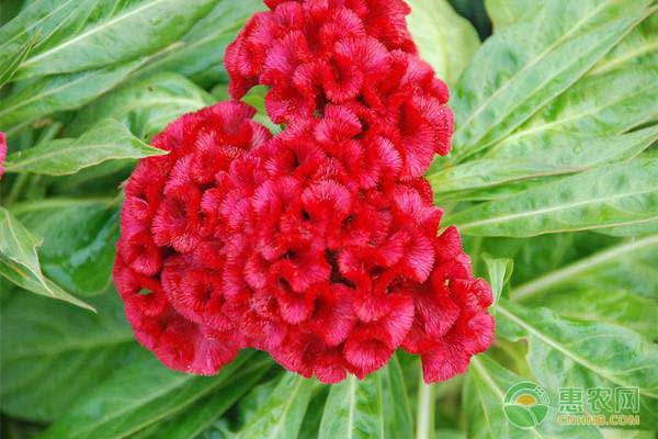 雞冠花的養(yǎng)殖方法及養(yǎng)護(hù)技巧