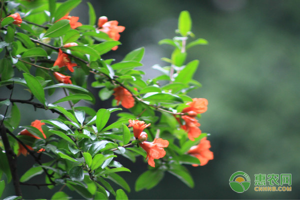 石榴花的養(yǎng)殖方式及養(yǎng)護要點