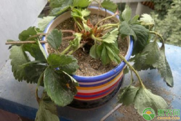 花盆土壤板結(jié)的解決方法