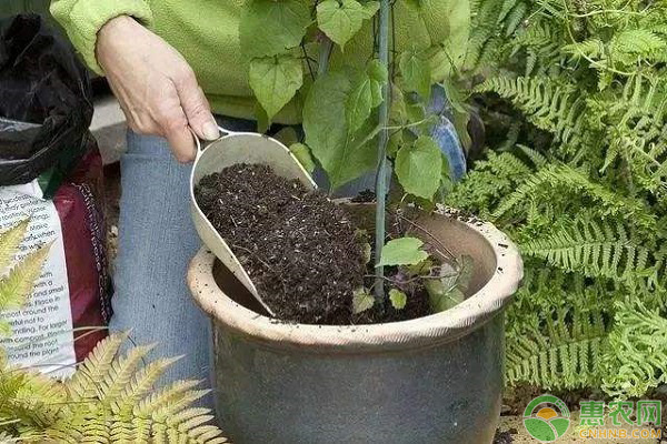 花盆土壤板結(jié)的小技巧