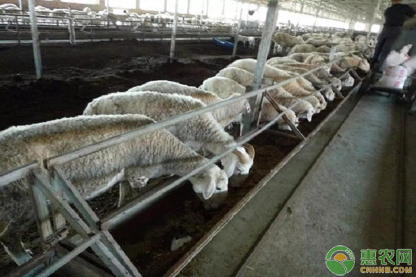 冬季牛羊飼料管理