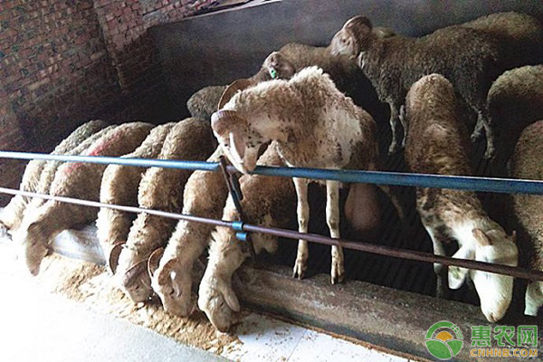 冬季牛羊飼料搭配方案
