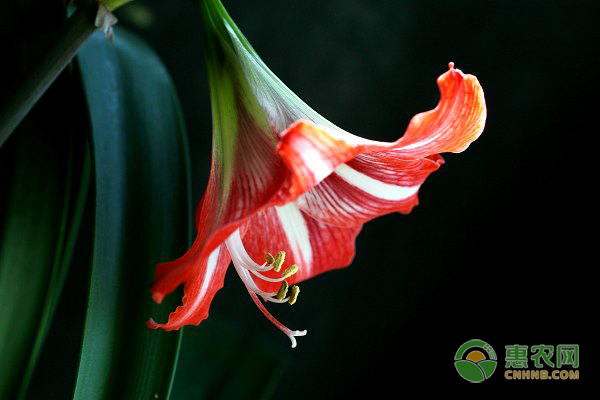 對對紅的養(yǎng)殖方法及養(yǎng)護(hù)技巧