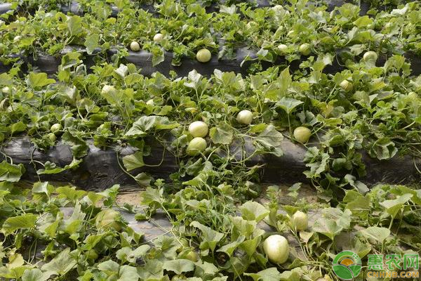 种植又香又甜的甜瓜施肥技巧-图片版权归惠农网所有