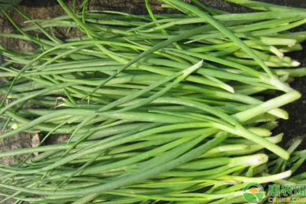 细香葱<a href='https://www.cnhnb.com/t/42184.html' class='j-href' target='_blank'><span style='color:#FF8001'>种植方法</span></a>