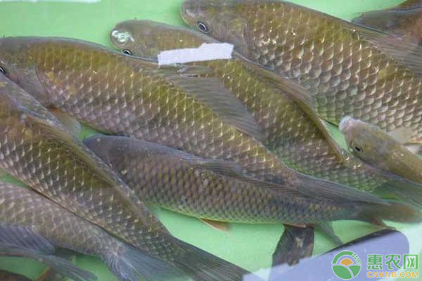 <a href='http://mixian138.com/t/58429.html' class='j-href' target='_blank'><span style='color:#FF8001'>鯽魚養(yǎng)殖</span></a>效益