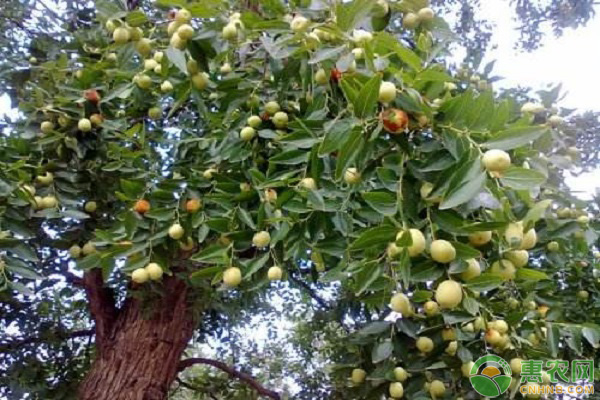 棗樹(shù)坐果率管理