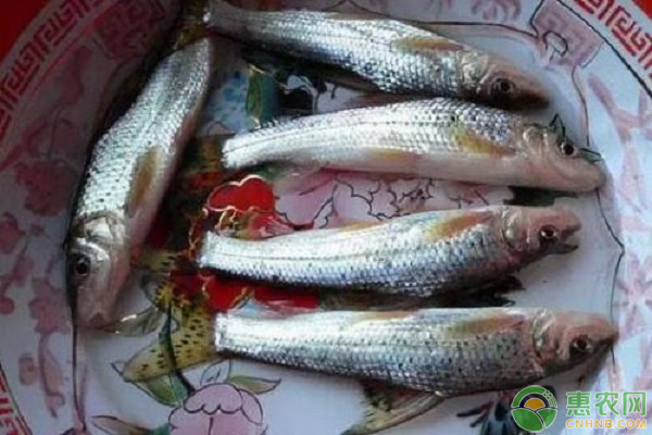 花骨鱼能长多大？花骨鱼养殖注意要点
