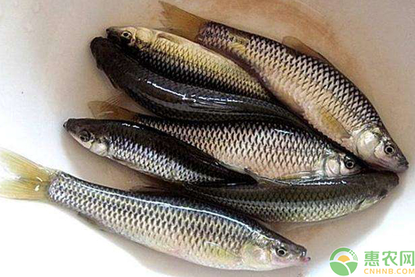 麦穗鱼能长多大吃什么人工养殖麦穗鱼的方法
