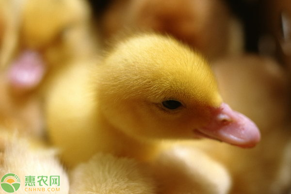 雛鴨養(yǎng)殖技術(shù)