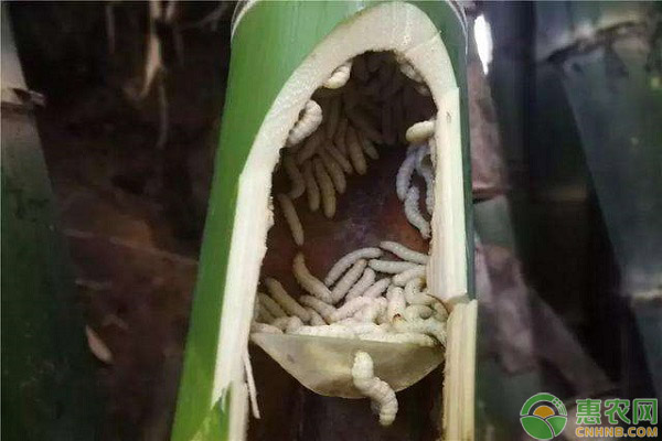 竹蟲