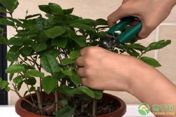 茉莉花修剪的方法