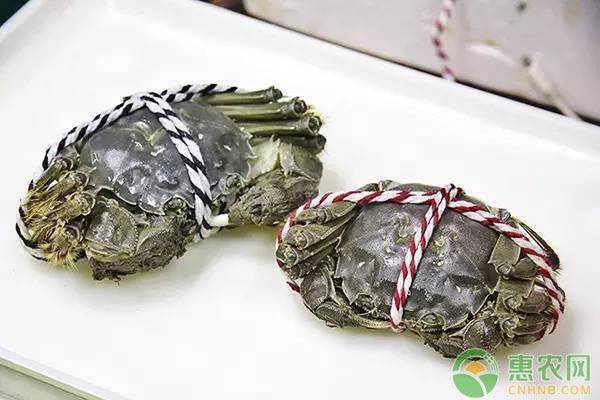 養(yǎng)殖螃蟹如何選擇餌料？用什么飼料喂養(yǎng)好？
