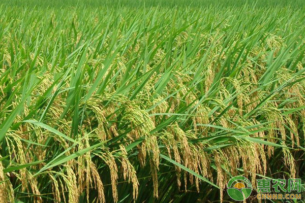 水稻施肥时间和施肥方法-图片版权归惠农网所有