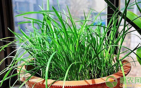 1月陽(yáng)臺(tái)蔬菜種植指南及注意事項(xiàng)