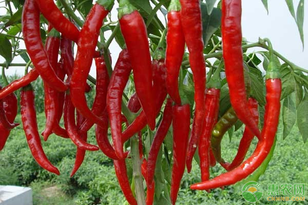 辣椒高產(chǎn)種植技術(shù)